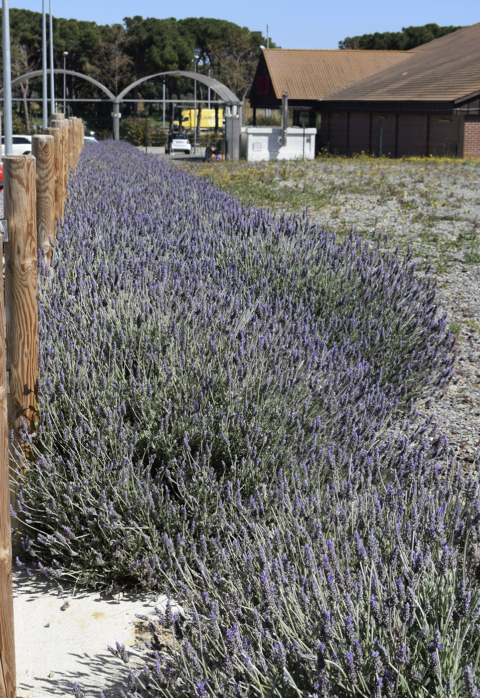 Изображение особи Lavandula dentata.