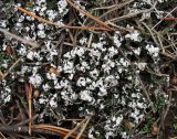 Cladonia foliacea