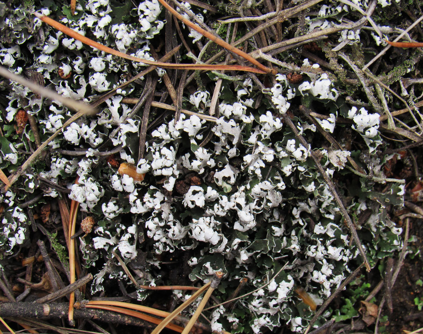 Изображение особи Cladonia foliacea.