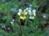 Viola arvensis