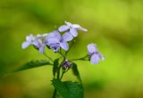 Lunaria rediviva