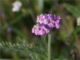 Achillea apiculata. Соцветие. Мурманская обл., п-в Рыбачий, побережье Большой Волоковой губы севернее м. Коровий, разнотравный приморский луг. 28.07.2020.