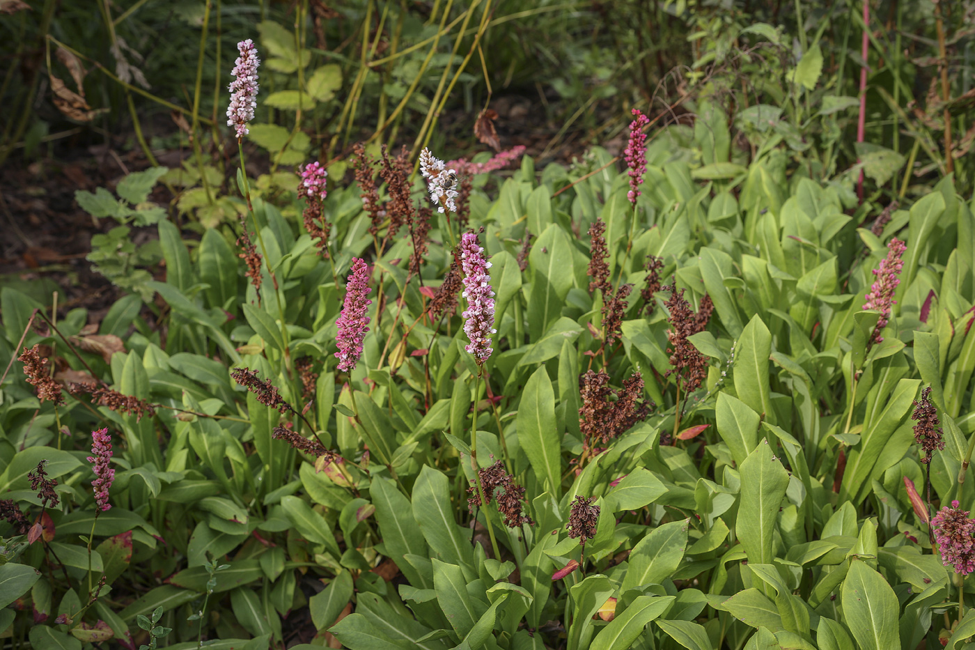 Изображение особи Bistorta officinalis.