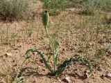 Tulipa lehmanniana