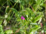 Vicia angustifolia. Верхушка цветущего растения. Краснодарский край, Крымский р-н, окр. станицы Неберджаевская, ур. Темрючки, каменистая поляна в грабово-дубовом лесу. 14.05.2022.