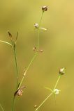 Stellaria filicaulis