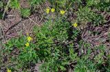 genus Potentilla. Цветущее растение. Оренбургская обл., Гайский гор. округ, Губерлинские горы, сухой склон. 03.07.2023.