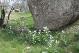 Juno magnifica. Группа цветущих растений. Узбекистан, Зарафшанский хр., Самаркандские горы, 09.04.2010.