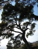 Pinus halepensis. Сосна-\"компас\". Южный берег Крыма, Никитский ботанический сад. 23.11.2006.