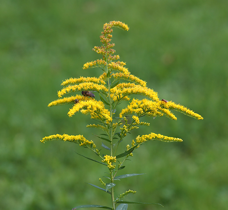 Изображение особи Solidago canadensis.