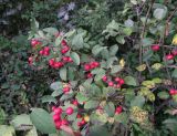 Cotoneaster meyeri