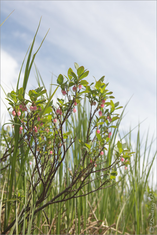 Изображение особи Vaccinium uliginosum.