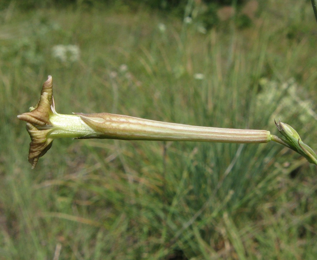 Изображение особи Silene bupleuroides.