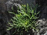 Crithmum maritimum. Растение на прибрежной скале в зоне забрызга. Испания, Страна Басков, Бискайя, Лага (Laga). 07.06.2012.