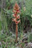 Orobanche gracilis. Цветущее растение. Испания, Страна Басков, Алаба, окр. сельского поселения Гопеги, сухой луг на опушке можжевелово-дубового редколесья. 08.06.2012.