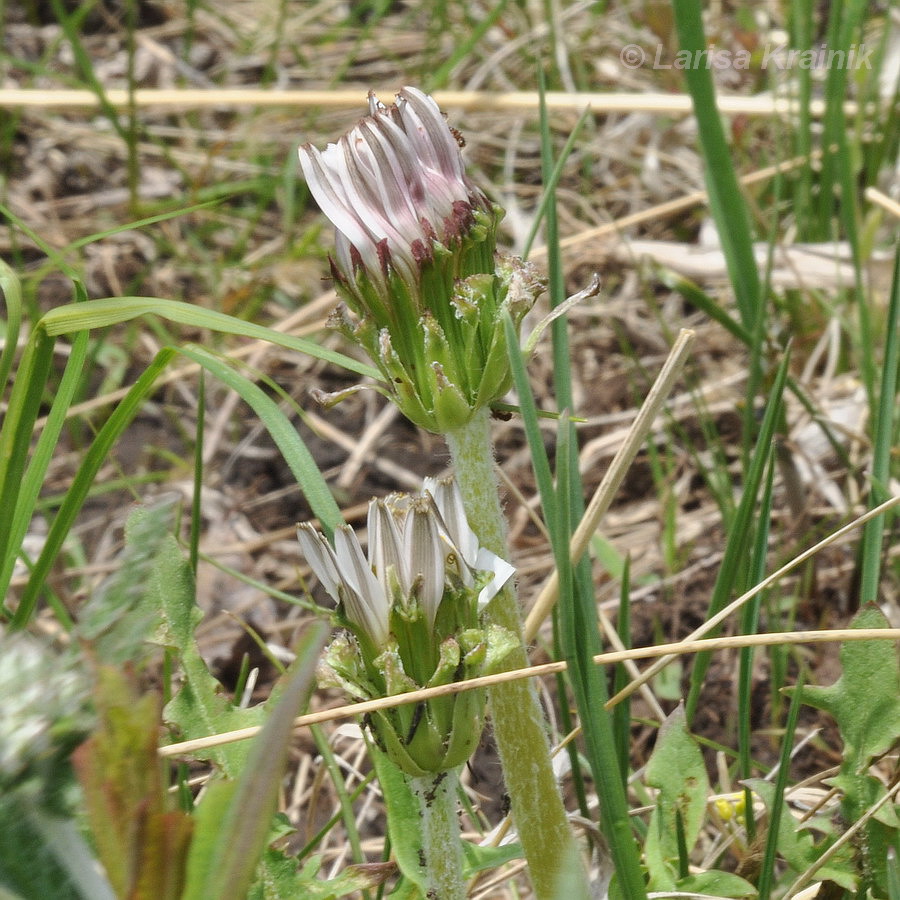 Image of Taraxacum coreanum specimen.