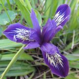 Iris ruthenica. Цветок. Иркутск, роща \"Звёздочка\", под соснами. 01.06.2013.