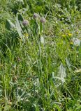 Allium amblyophyllum