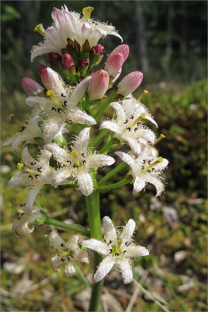 Изображение особи Menyanthes trifoliata.