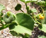 Abutilon hirtum