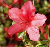 Rhododendron obtusum. Цветок. Германия, г. Дюссельдорф, Ботанический сад университета. 04.05.2014.