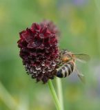 Sanguisorba officinalis