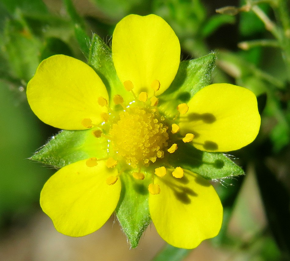 Изображение особи Potentilla argentea.