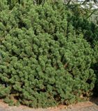 Pinus mugo. Взрослое растение с шишками ('Mops'). Германия, г. Дюссельдорф, Ботанический сад университета. 05.09.2014.
