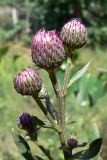 Cirsium setosum. Верхушка растения с нераскрывшимися соцветиями. Челябинская обл., окр. г. Челябинск, Золотая горка, разнотравная поляна в берёзовом лесу. 30.06.2014.