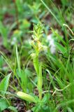 Dactylorhiza viridis