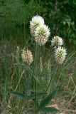 Trifolium montanum. Верхушки цветущих растений. Челябинская обл., окр. г. Челябинск, Золотая горка, разнотравная поляна в берёзовом лесу. 30.06.2014.