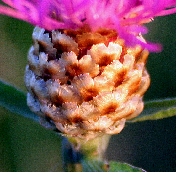 Изображение особи Centaurea jacea.