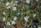 Stellaria dichotoma