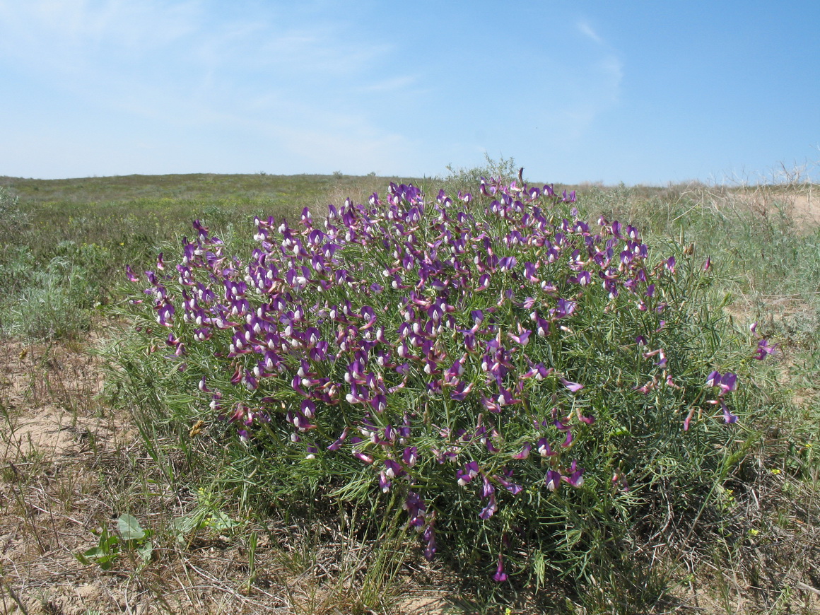 Изображение особи Vicia subvillosa.