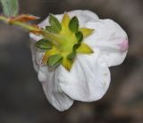 Dasiphora mandshurica. Цветок (вид со стороны чашечки). Приморский край, Тернейский р-н, окр. пгт Терней, скалы морского побережья. 13.06.2016.