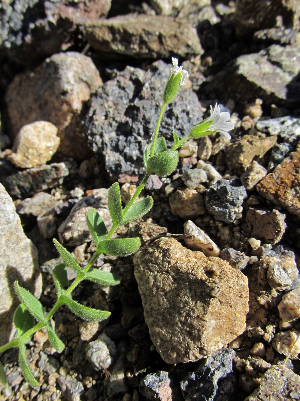 Изображение особи Cerastium polymorphum.