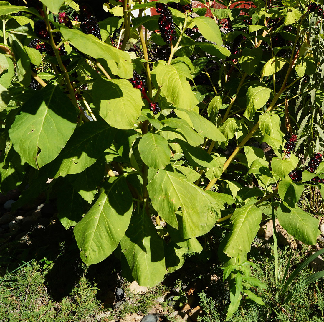 Изображение особи Phytolacca acinosa.