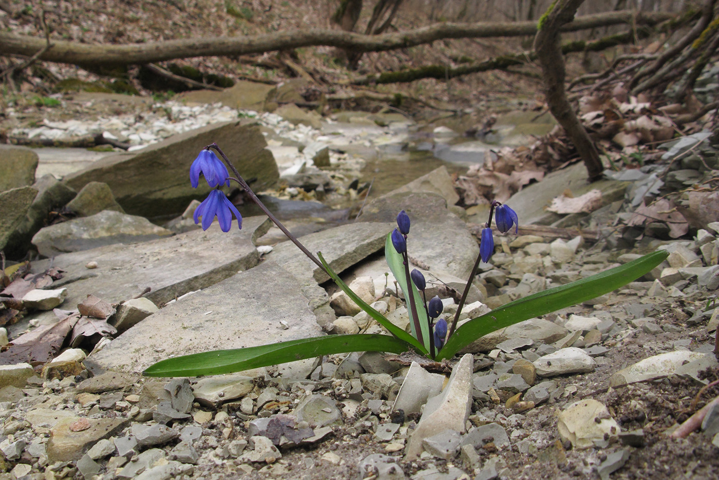 Изображение особи Scilla siberica.