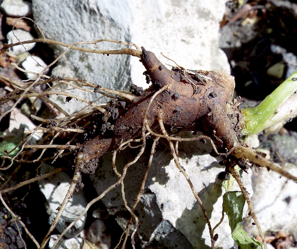 Изображение особи Cephalorrhynchus tuberosus.