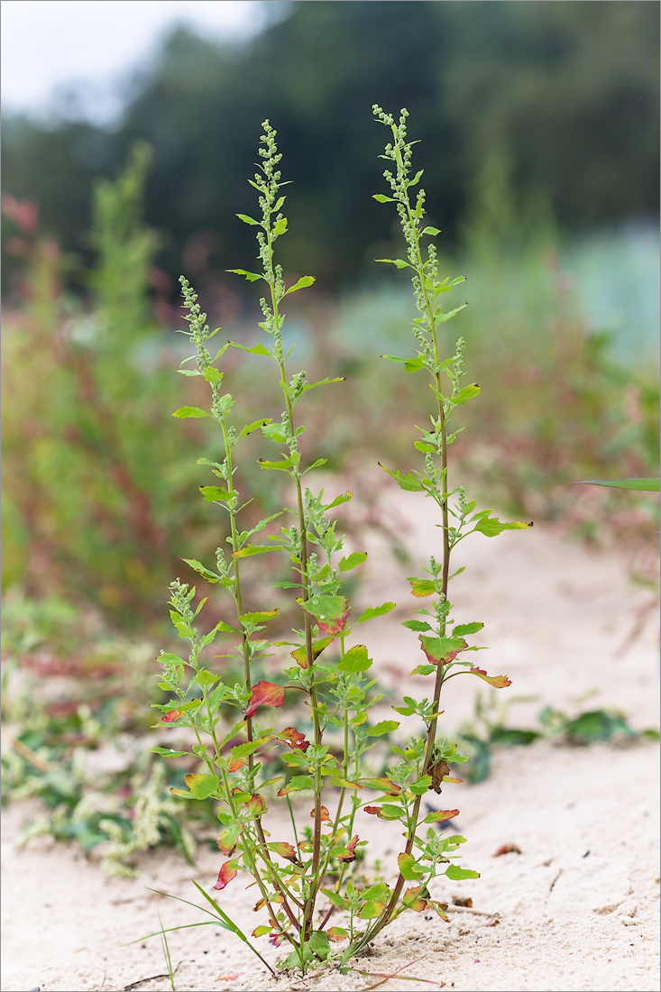 Изображение особи Chenopodium album.