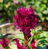 Celosia cristata. Соцветие. Восточный Казахстан, г. Усть-Каменогорск, Архитектурно-ландшафтный музей-заповедник, в культуре. 11.08.2017.