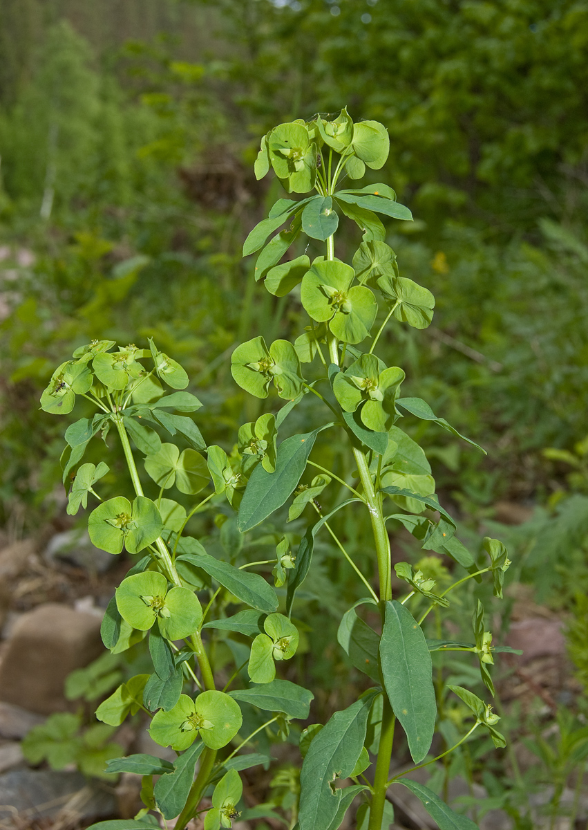 Изображение особи Euphorbia borodinii.