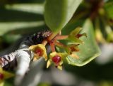 Rhamnus подвид oleoides