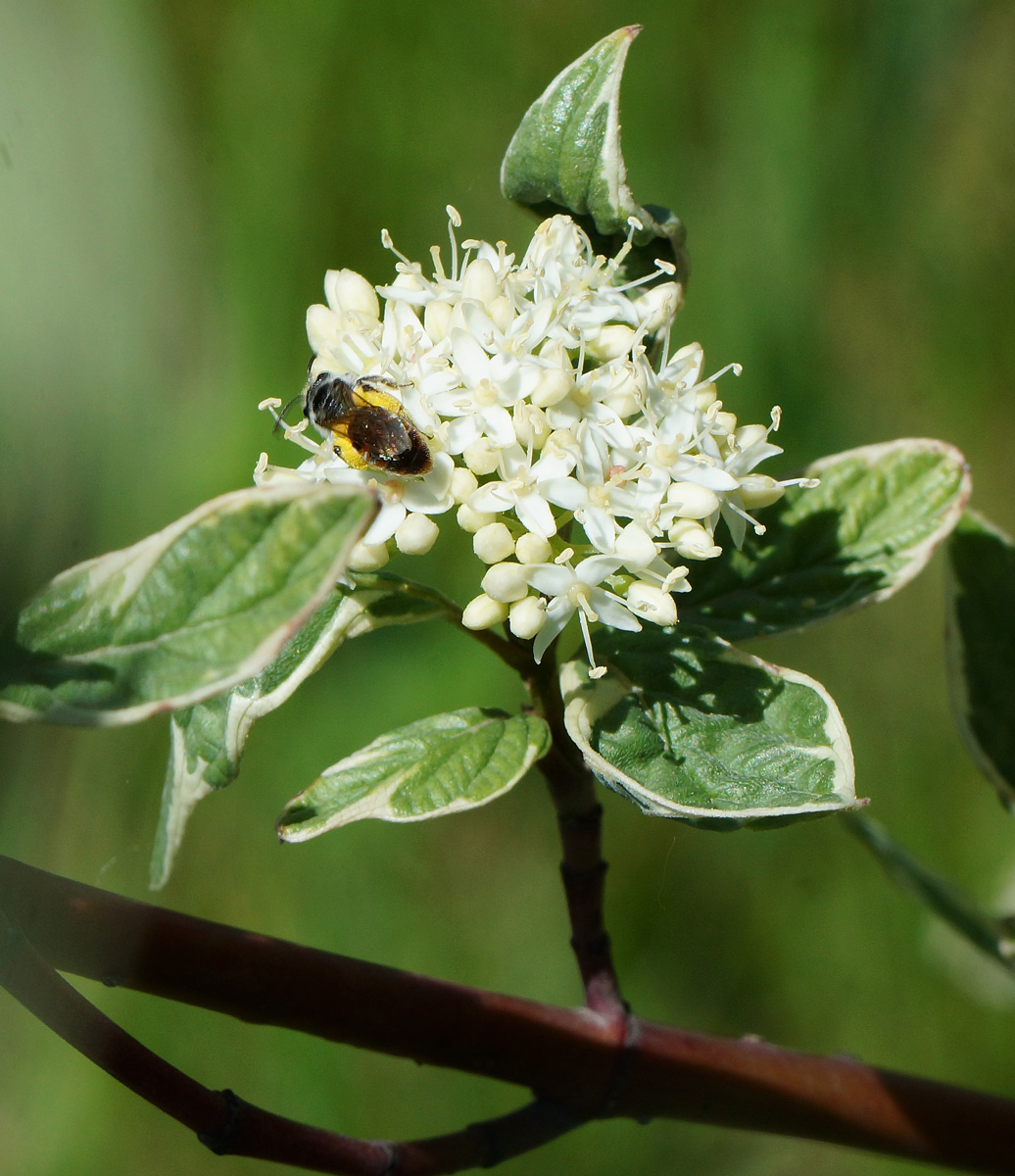 Image of Swida alba var. argenteomarginata specimen.