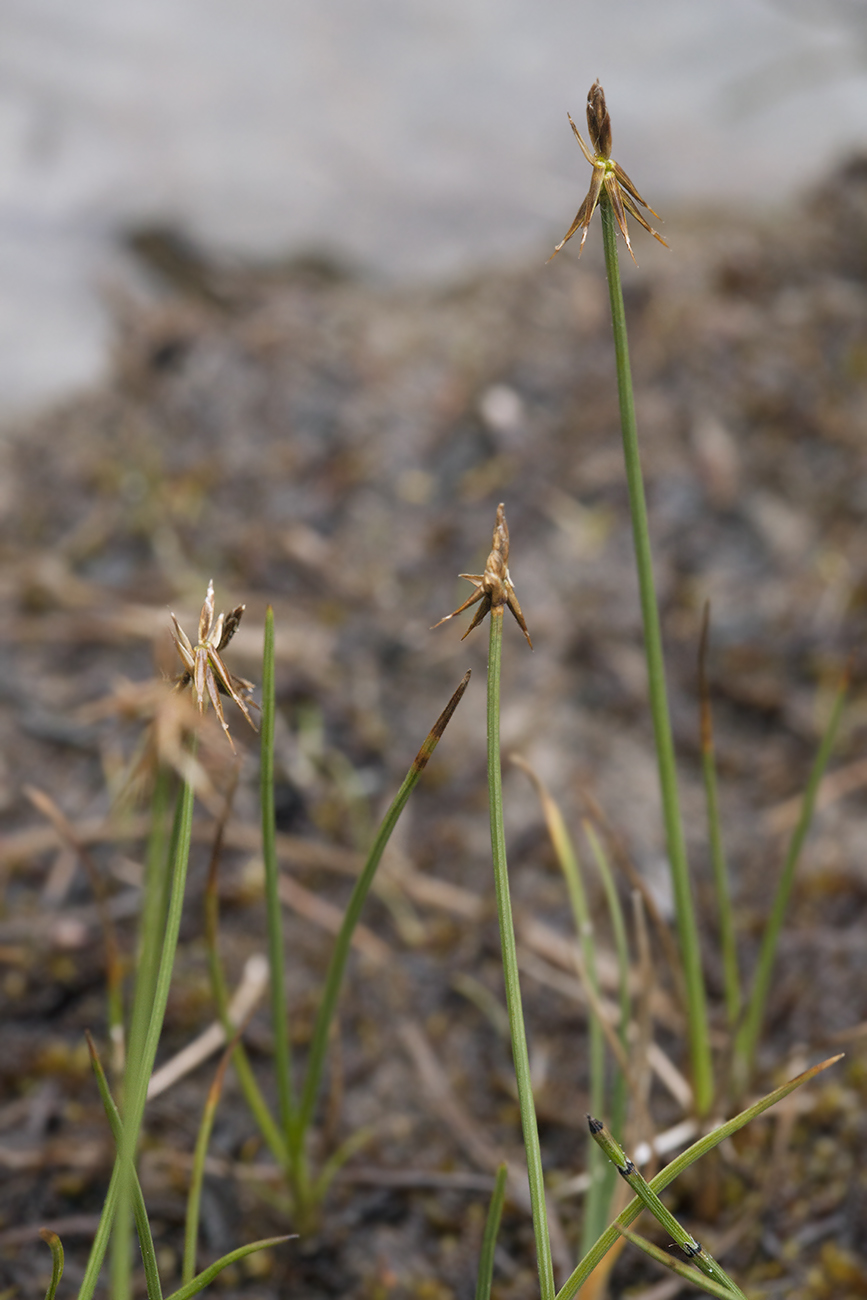 Изображение особи Carex microglochin.
