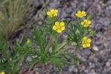 Potentilla tergemina