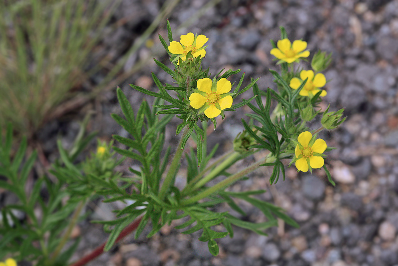 Изображение особи Potentilla tergemina.