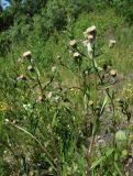 Erigeron acris