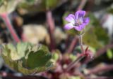 Geranium rotundifolium