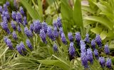 Muscari botryoides